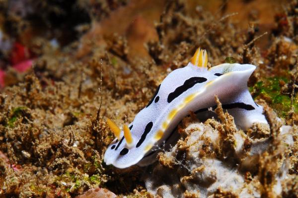Animales que se regeneran - Babosas de mar (Elysia spp.) 
