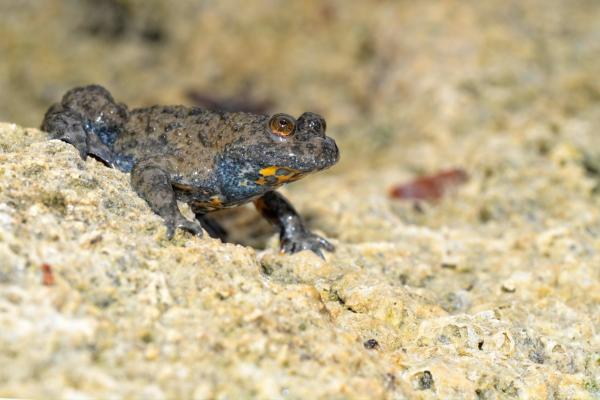 Animales que se hacen los muertos - Sapo de vientre amarillo (Bombina variegata)