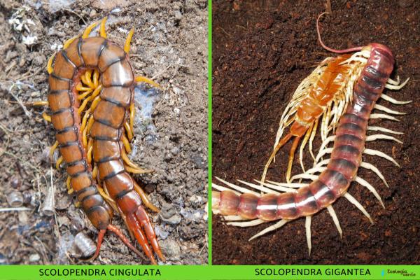 Escolopendra: características, hábitat y alimentación - Hábitat de la escolopendra