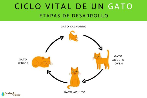 The Life Cycle of a Cat: Growth Stages and Care Tips from Kitten to Senior