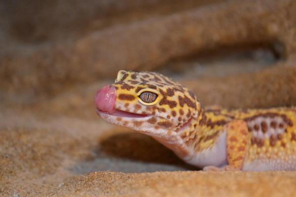 Animales que caminan sobre el agua - Geckos (Gekkonidae)