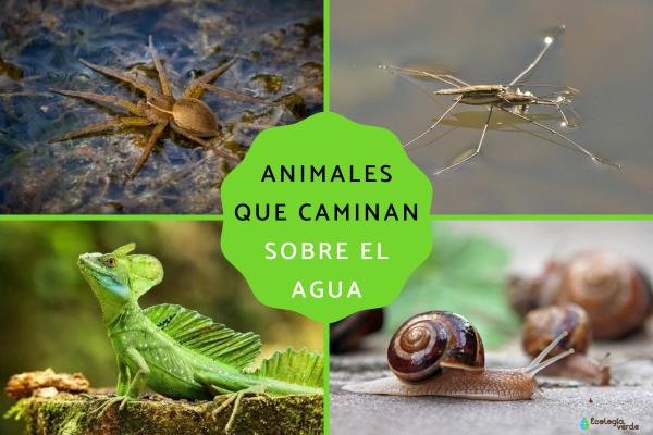 7 Incredible Animals That Can Walk on Water (and How They Do It)