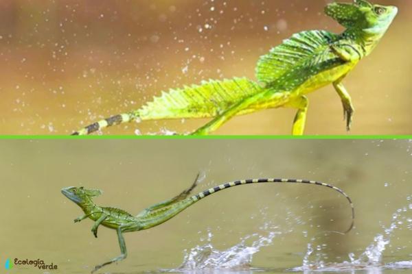 Animales que caminan sobre el agua - Lagartijas Jesucristo o basiliscos (Basiliscus spp.)