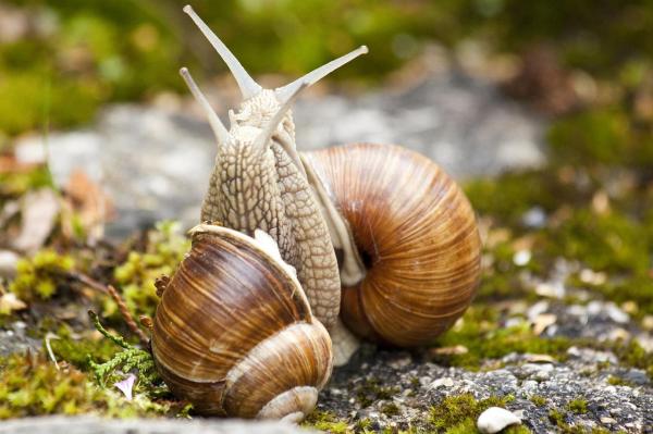 Animales que caminan sobre el agua - Caracoles (Helix aspersa)