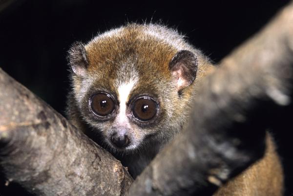 The Only Poisonous Primate: Slow Loris Facts, Habitat, Diet & Dangerous Bite Explained