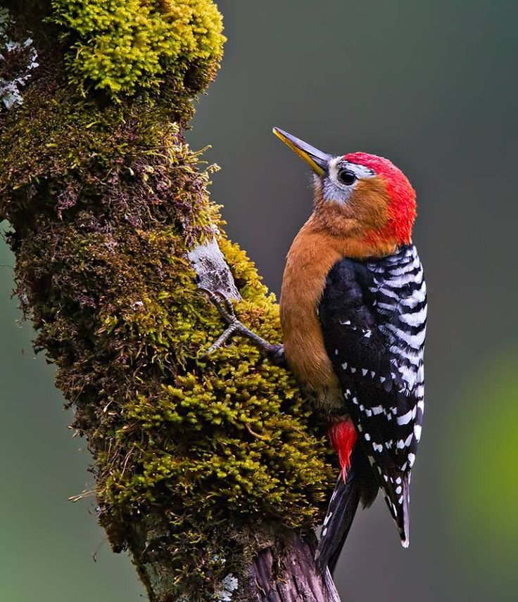 Top 10 Most Beautiful Woodpeckers