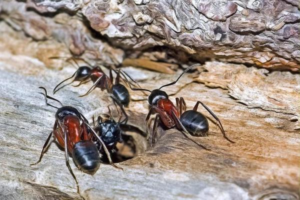 Wood Ant: Characteristics, Habitat, and Reproduction
