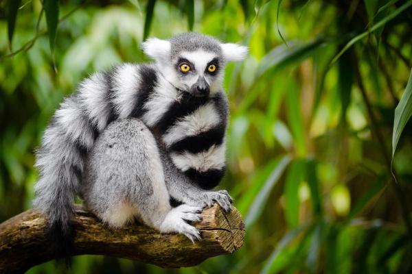 Are Lemurs in Danger of Extinction? An Up-to-Date Review