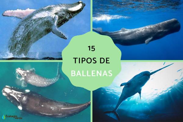 15 Types of Whales: Traits, Taxonomy, and Conservation