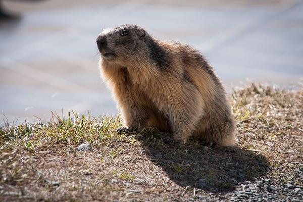 Marmots: Anatomy, Habitat, Diet, and Life-History