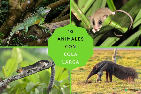 10 Animals With Remarkably Long Tails – Functions, Facts, and Fascination