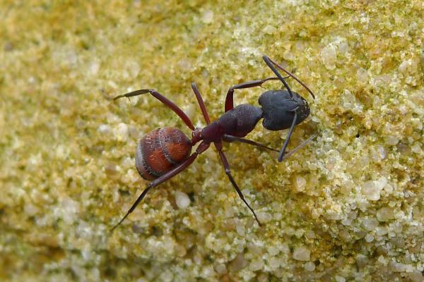 Hormiga carpintera: características, hábitat y reproducción - Características de la hormiga carpintera
