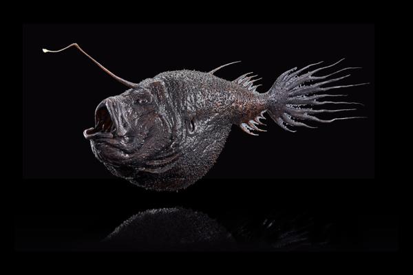 Lanternfish: Characteristics, Habitat, Feeding, and Deep-Sea Secrets