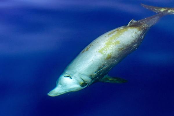 Beaked Whales: What They Are and How They Differ from Dolphins