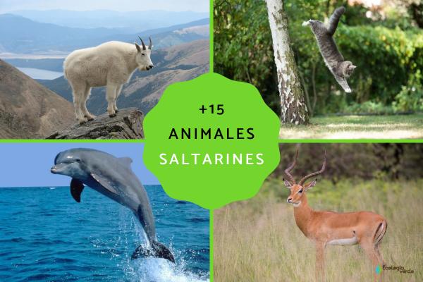 15 Animals That Jump High: Nature’s Most Impressive Leapers
