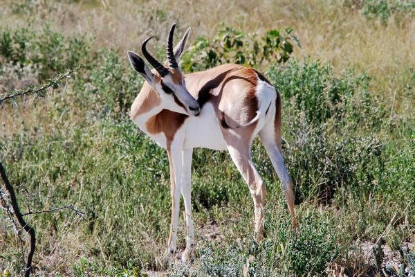 Animales que saltan alto - Gacela saltarina (Antidorcas marsupialis)