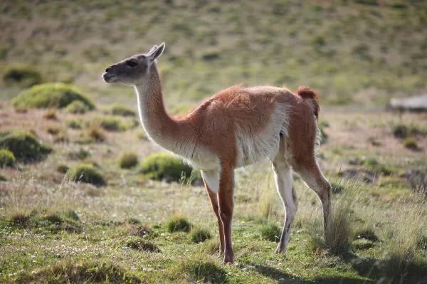 Guanaco: Characteristics, Diet, and Reproduction