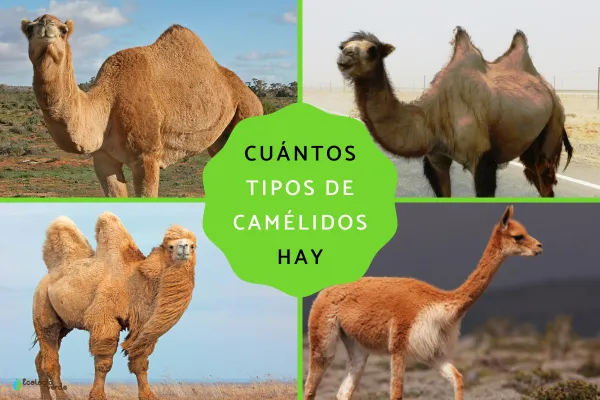 Camelids: What They Are and the 7 Species That Exist Today