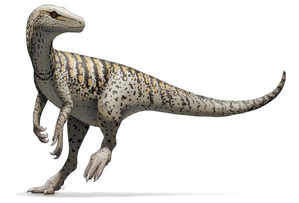 Dinosaurios en Argentina - Herrerasaurus ischigualastensis