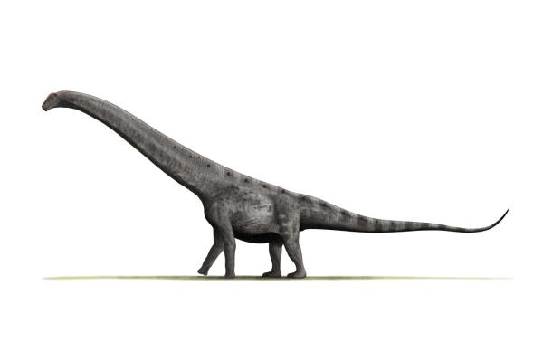 Dinosaurios en Argentina - Argentinosaurus huinculensis