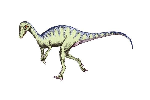 Dinosaurios en Argentina - Eoraptor lunensis