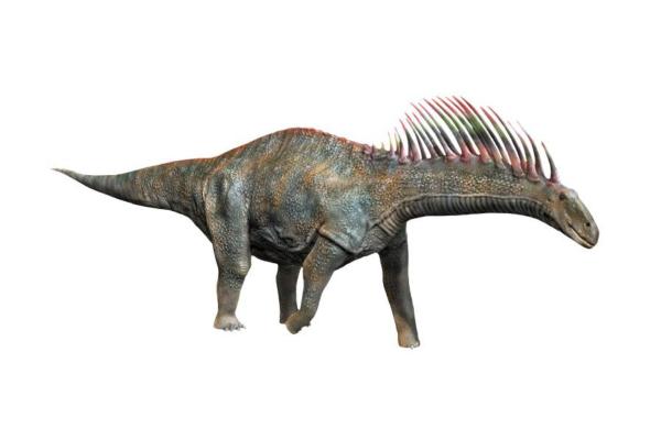 Dinosaurios en Argentina - Amargasaurus cazaui
