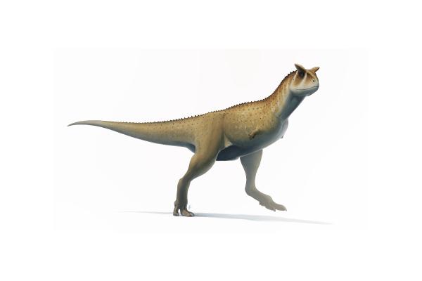 Dinosaurios en Argentina - Carnotaurus sastrei