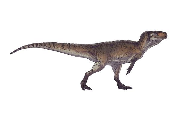 Dinosaurios en Argentina - Piatnitzkysaurus floresi