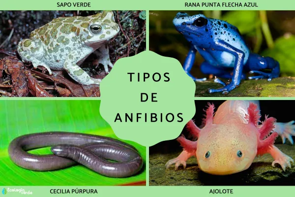 Types of Amphibians: Characteristics and Notable Examples