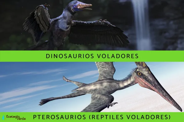 Flying Dinosaurs: Types, Names, and Images