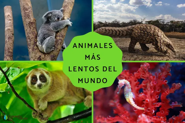 The 15 Slowest Animals in the World