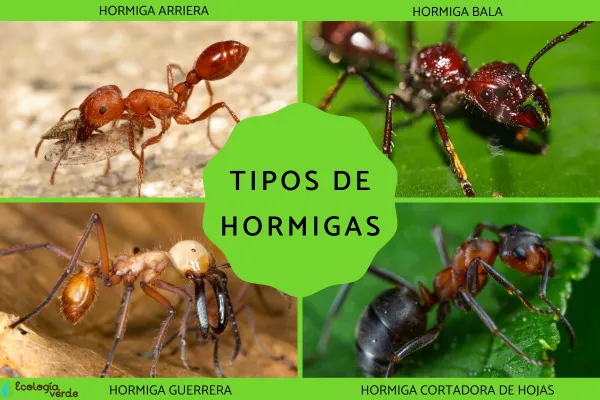 20 Types of Ants (with Toxicity Info)
