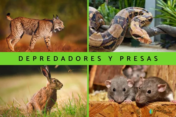 Predators and Prey: Definition, Characteristics, and Examples