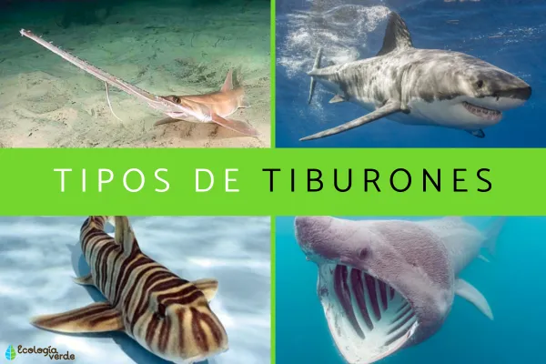 Types of Sharks: How Many Are There and Which Species Exist?