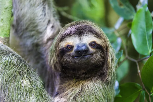 Is the Sloth in Danger of Extinction? Updated Conservation Status and How You Can Help