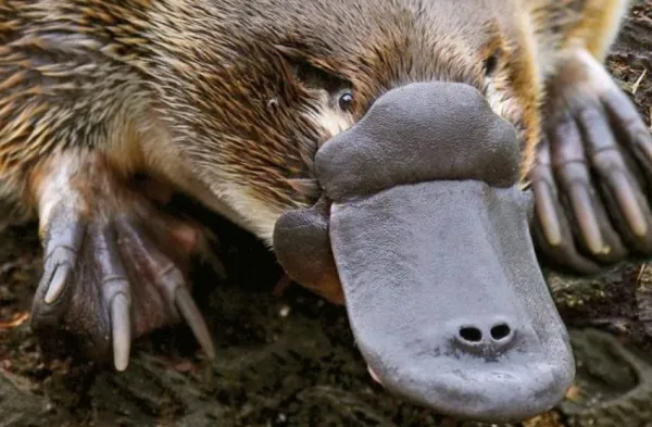 Is the Platypus Endangered? Status, Threats, and How to Help
