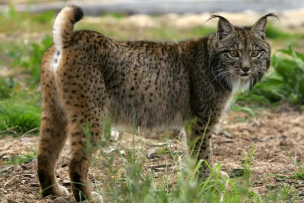 18 Native Animals of Spain: Discover the Country's Unique Wildlife