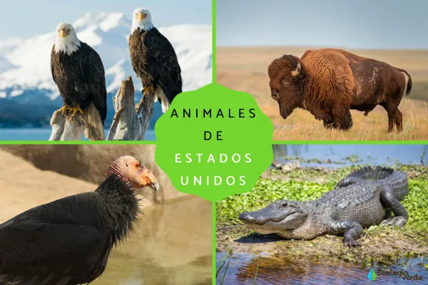 26 Animals of the United States