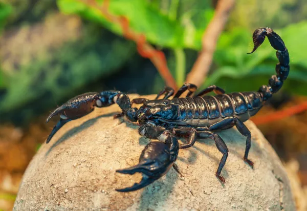 99 Types of Scorpions