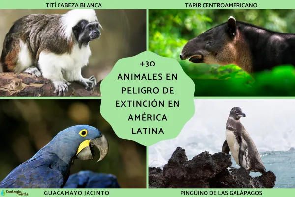 30+ Endangered Animals in Latin America