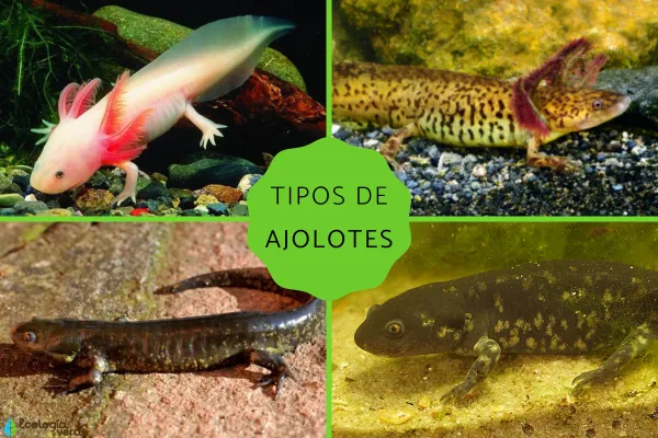 Axolotls: Types and Characteristics