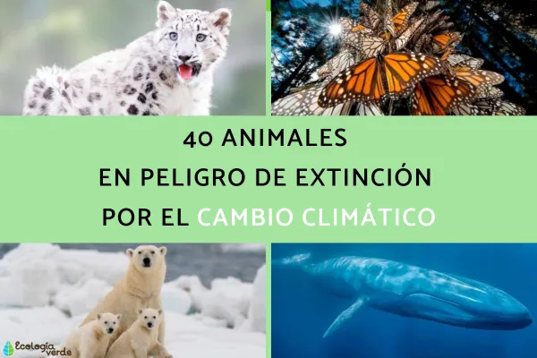40 Animals Endangered by Climate Change