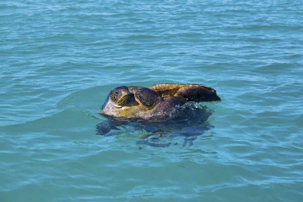 How Do Sea Turtles Reproduce? A Complete Guide to Their Mating and Nesting Process