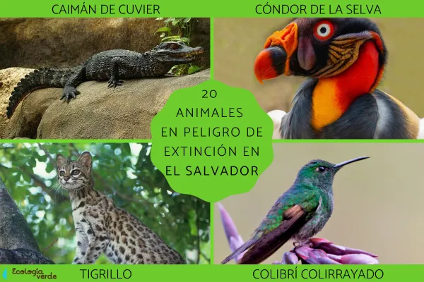 20 Endangered Animals in El Salvador