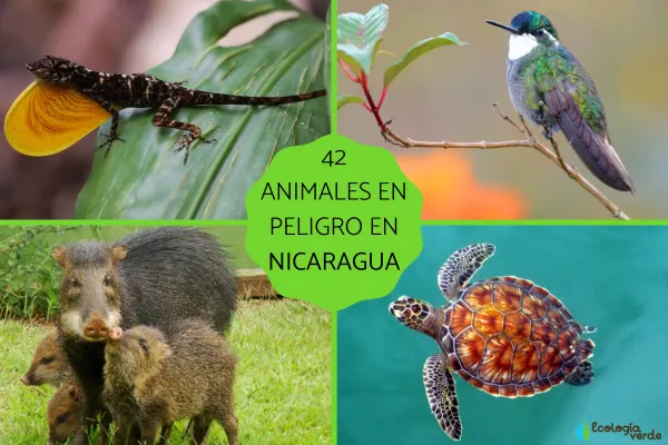 42 Endangered Animals in Nicaragua (Full List + Detailed Guide)