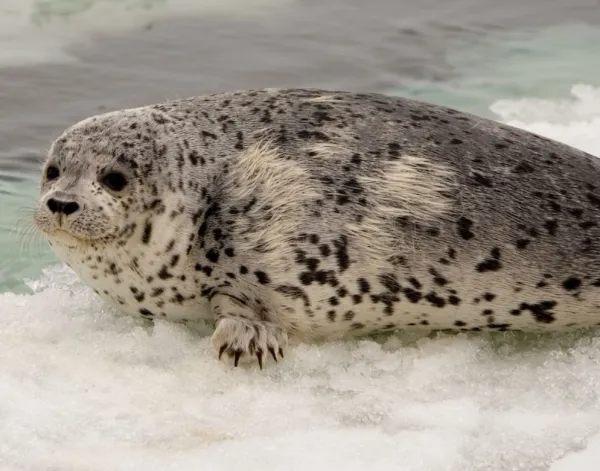 25 Animals of Antarctica: Species List, Features, and Conservation Status