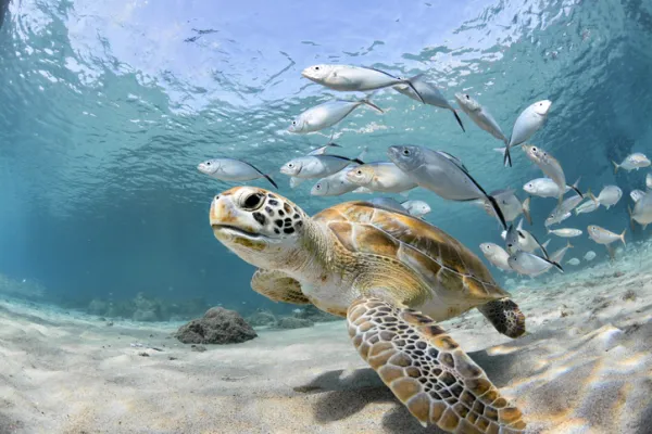 52 Marine Animals: Characteristics, Types, and Species List