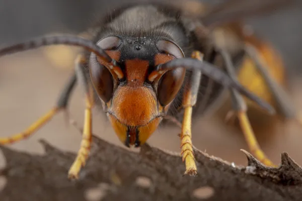 Asian Hornet (Vespa velutina): Appearance, Nest Structure, and Sting Hazards