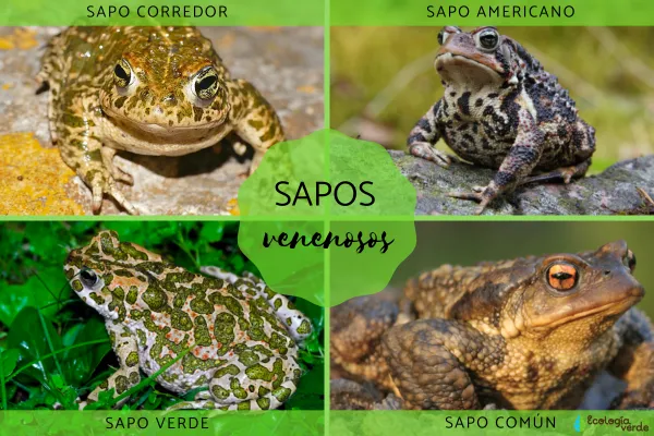 Poisonous Toads: Types and Characteristics