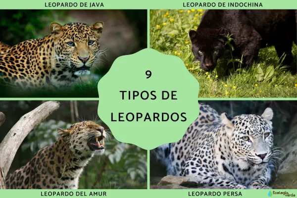 Leopard Species and Characteristics (Detailed Guide to 9 Subspecies)